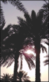 13713403554373728837.png